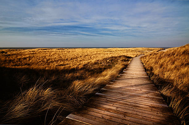 hölzerner fußweg durch feld-insel sylt (deutschland - beach boardwalk grass marram grass stock-fotos und bilder