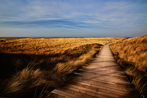 Wooden Walking Path Through Field - Sylt ( Germany )