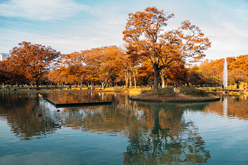 Autumn maple trees and lake at Yoyogi park in Tokyo, Japan