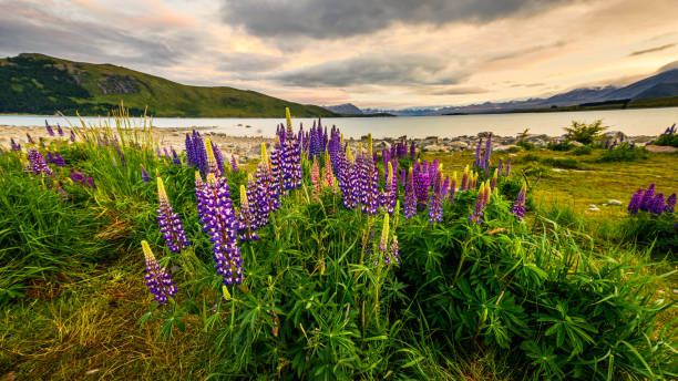 istock Lupine Flowers Field 1082255378
