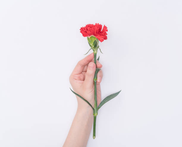 istock female hand hold carnation 1082255424