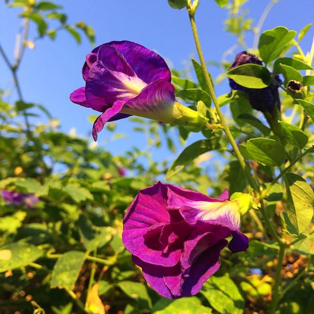 istock Purple pea flower 1082255664