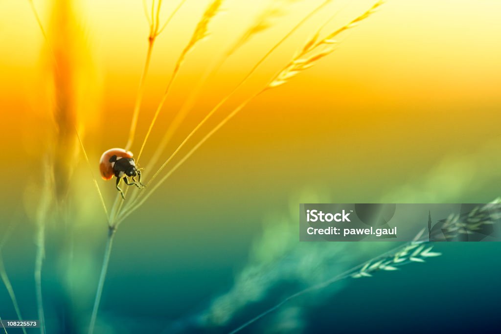 Coccinella seduta su Fiore di campo durante il tramonto - Foto stock royalty-free di Cerfoglio selvatico