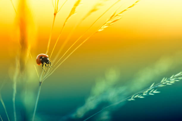 Ladybug sitting on top of wildflower during sunset.[url=/search/lightbox/4993571][IMG]http://farm4.static.flickr.com/3051/3032065487_f6e753ae37.jpg?v=0[/IMG][/url]kwsep2013