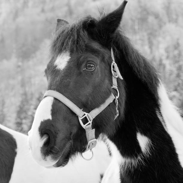 Pony Portrait stock photo