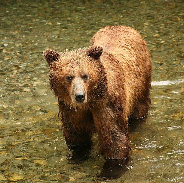 istock Brown Bear hunting for Salmon 108225633
