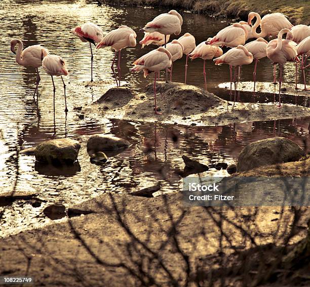 Grupo De Flamencos Pie En Plana De Agua Al Aire Libre Foto de stock y más banco de imágenes de Aire libre