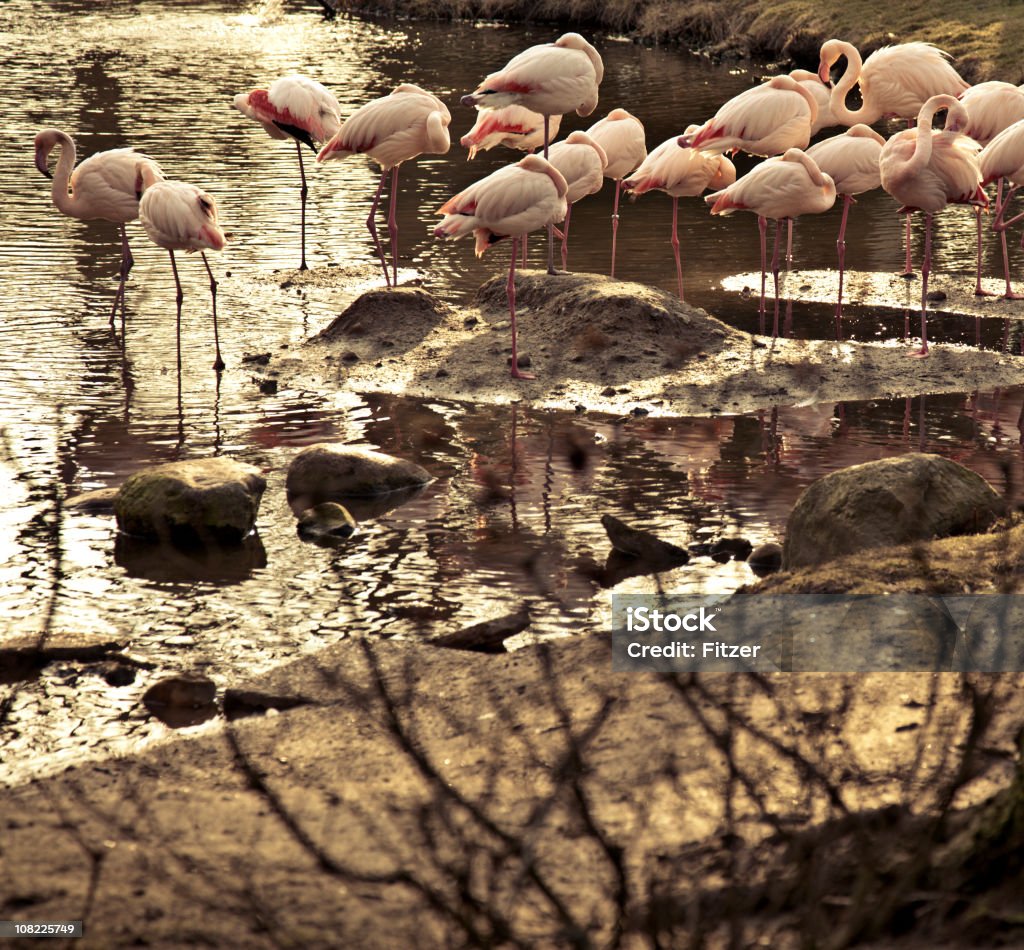 Group of Flamingos стоя в мелкий водой на открытом воздухе - Стоковые фото Без людей роялти-фри