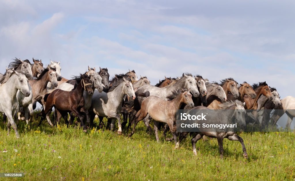 Lipizzaner galloping-гвоздики free - Стоковые фото Лошадь роялти-фри