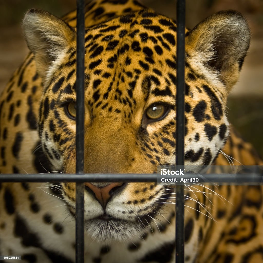 Jaguar Behind Cage Bars  African Leopard Stock Photo