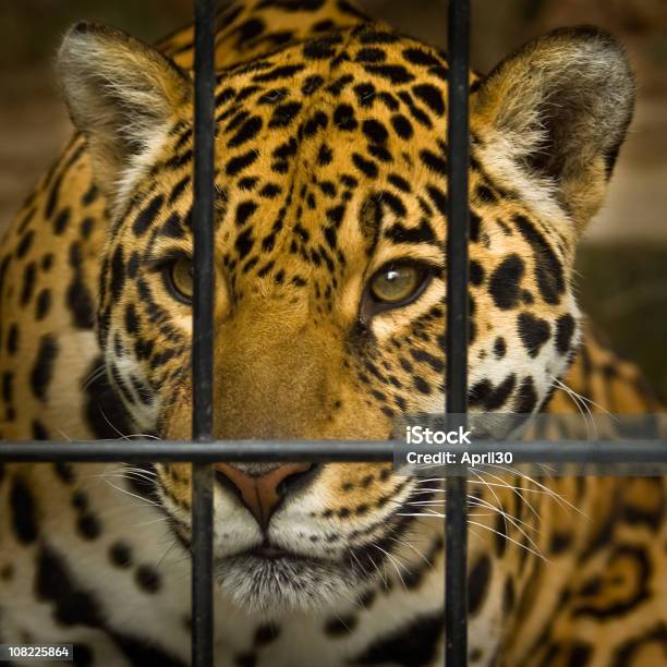 Jaguar Behind Cage Bars Stock Photo - Download Image Now - African Leopard, Animal Body Part, Animal Head