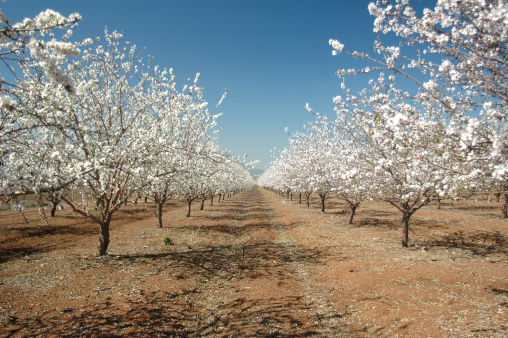 Almonds ripening on an almond tree, showing the green hull.   An orchard in the Val de Seta,  Seta Valley, Alicante Province, Spain
