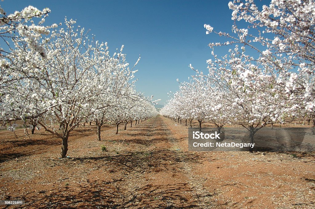 Florescendo amendoeiras - Foto de stock de Amendoeira royalty-free