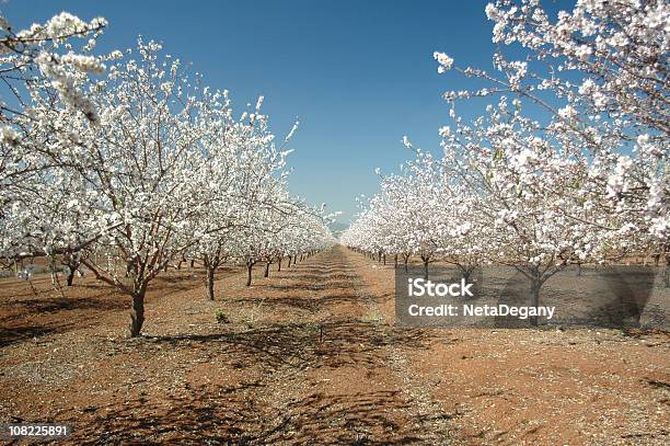 Foto de Florescendo Amendoeiras e mais fotos de stock de Amendoeira - Amendoeira, Pomar, Fazenda