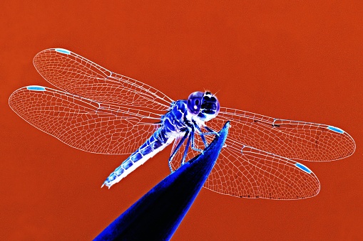 Dragonfly spreading wings at tip of leaf (negative image technique)
