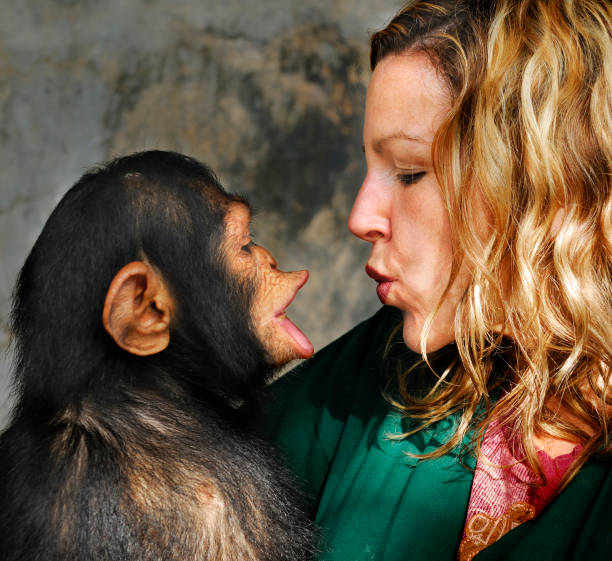 Baby Chimp and Handler stock photo