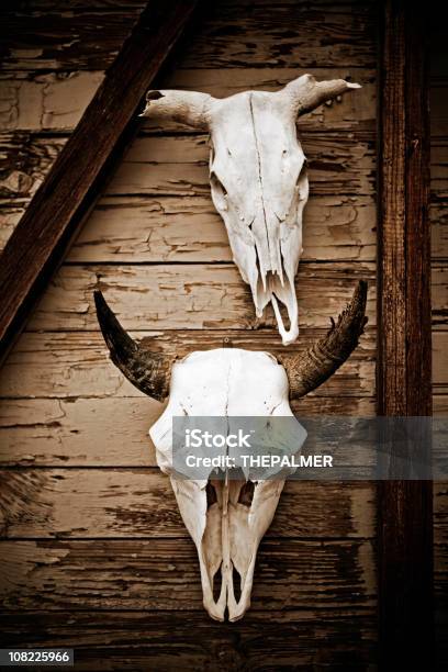 Crânio De Vaca - Fotografias de stock e mais imagens de Animal morto - Animal morto, Ao Ar Livre, Arizona