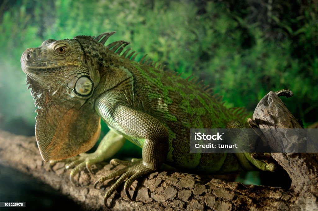 Iguana verde - Royalty-free Animal selvagem Foto de stock