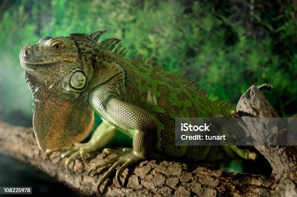 Iguana Verde - Fotografias de stock e mais imagens de Animal selvagem - Animal selvagem, Cor verde, Família iguanidae
