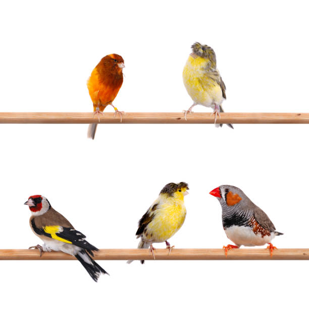 Colors Of Nature  zebra finch stock pictures, royalty-free photos & images