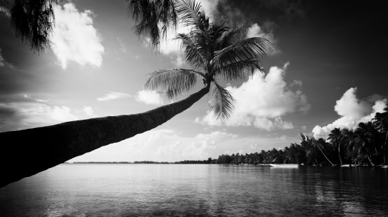 Coconut palm tree at the beach hanging over a clear lagoon. H3D-II Panorama, Pinhole Version. Black and White.