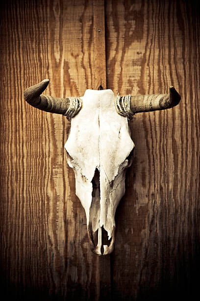 crâne de vache - animal skull horned wild west skull photos et images de collection