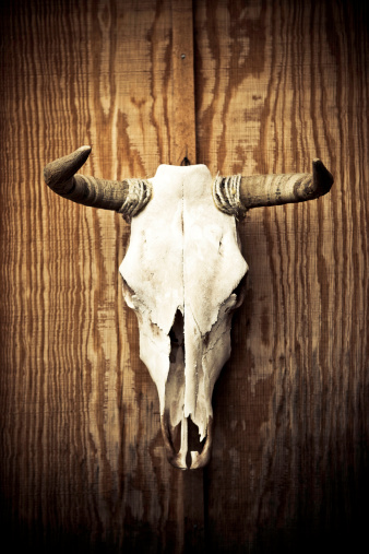 cow skull hanging from a wooden wall along route 66