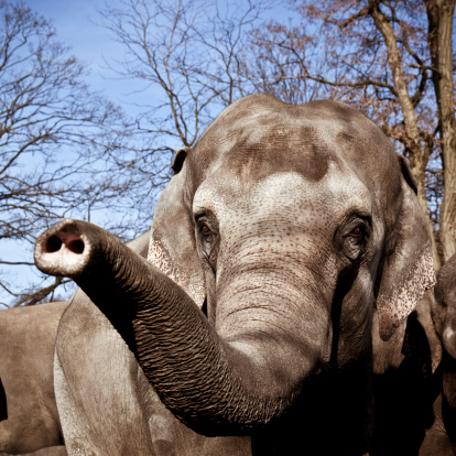 Open enclosures with elephants at Bergamo Zoo, Italy in Bergamo, Lombardy, Italy