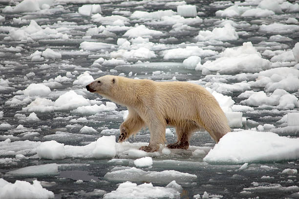 istock Polar Bear Walking on Melting Snow and Ice 108226323