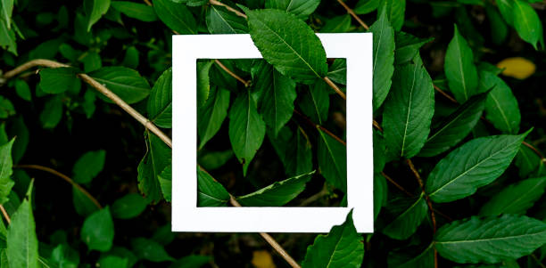 white frame copy space with layout of beautiful green leaves f