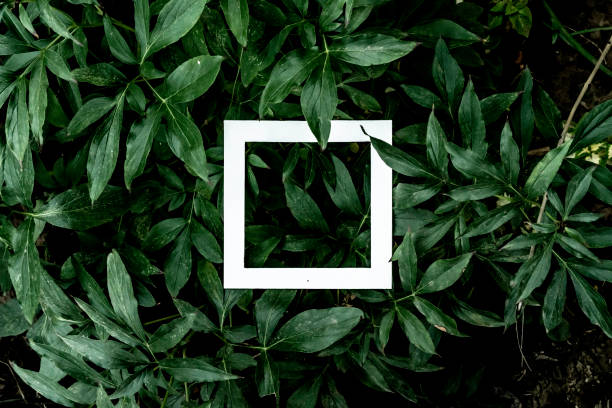 istock white frame copy space with layout of beautiful green leaves f 1082264152