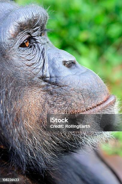 Chimp Retrato Foto de stock y más banco de imágenes de Aire libre - Aire libre, Animal hembra, Animales salvajes
