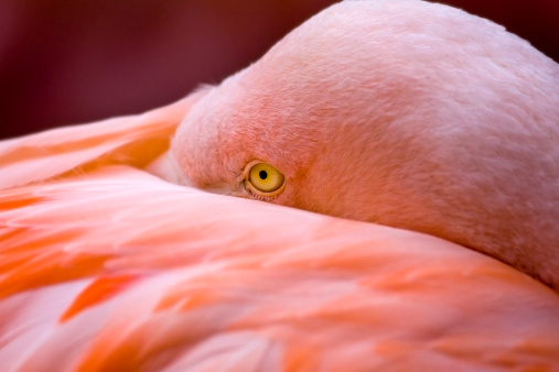 Pink Flamingo Resting\n\n[url=http://www.istockphoto.com/file_search.php?action=file&lightboxID=6879261] [img]http://www.kostich.com/birds2_banner.jpg[/img][/url]