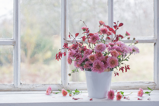 pink chrysanthemums on white old windowsill