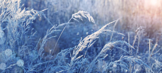 istock beautiful wild grass in frost 1082265958