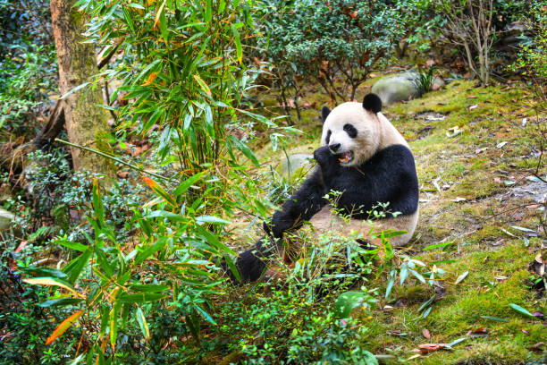 panda gigante che mangia bambù - panda outdoors horizontal chengdu foto e immagini stock