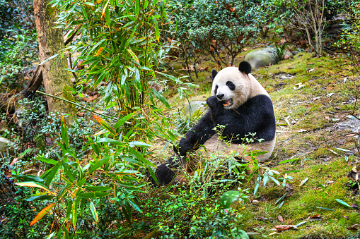 Giant panda eating bamboo in ChinaGiant panda eating bamboo in China