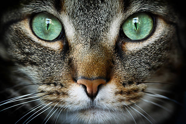 felino - cabeza de animal fotografías e imágenes de stock