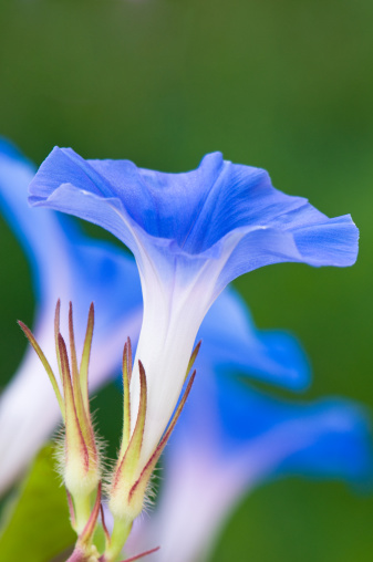 Blue violet bell flower with green grass and sunny shine near water