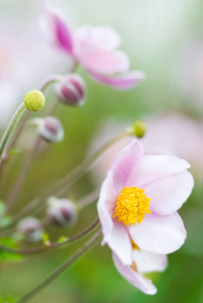 autumn シュウメイギク（anemone hupehensis )-iv - yellow wood anemone ストックフォトと画像
