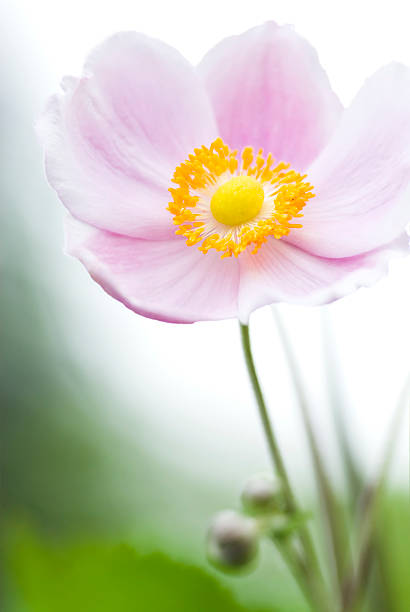 autumn シュウメイギク（anemone hupehensis )-vi - yellow wood anemone ストックフォトと画像