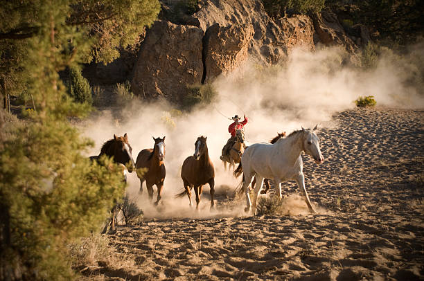 istock Cowboy Chasing Wild Horses Through Desert 108226739