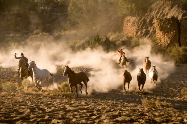 cowboy verfolgen wilde pferde durch die wüste - wildlife tracking tag stock-fotos und bilder