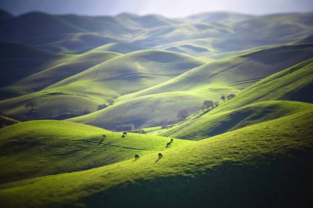 bestiame al pascolo sulle colline erbose - green slopes foto e immagini stock