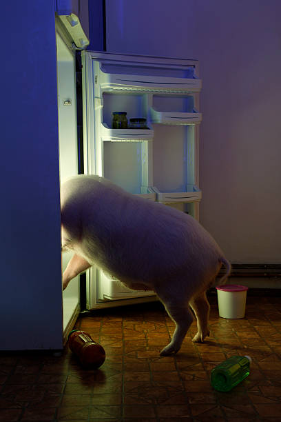 animal thief - pig in refrigerator - hangbuikzwijn stockfoto's en -beelden