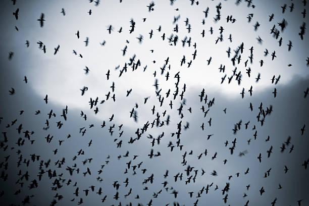Flock of Real Birds in Motion Flying against White Background.
