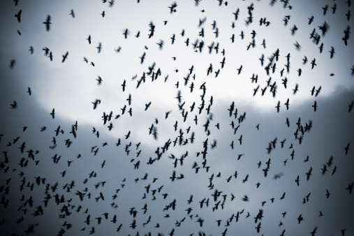 Parliament of rooks (crow family) gathering  in winter. Flock of birds against a moody sky - as if in a horror movie.