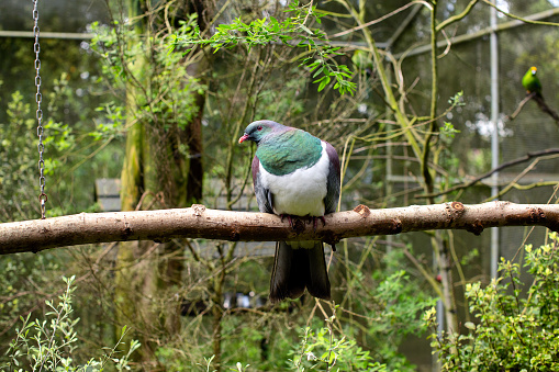North Island, New Zealand, October 11, 2017: New Zealand wood pigeon, known as Kereru, inside an aviary at a wildlife sanctuary on the north island of New Zealand