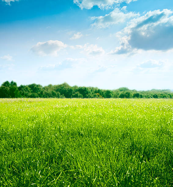 春の草地 - 草原 ストックフォトと画像