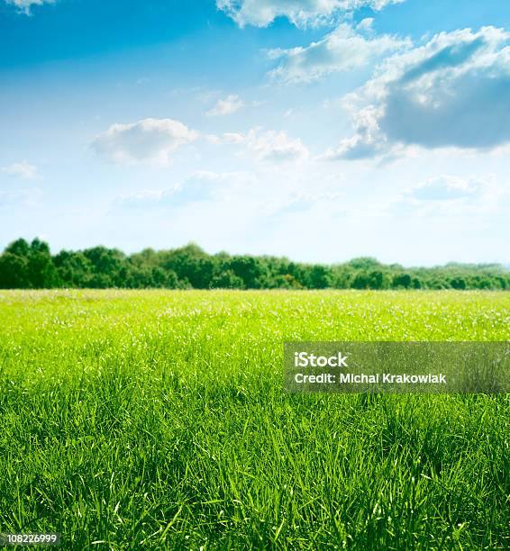 春の草地 - 芝草のストックフォトや画像を多数ご用意 - 芝草, 緑色, 環境保護
